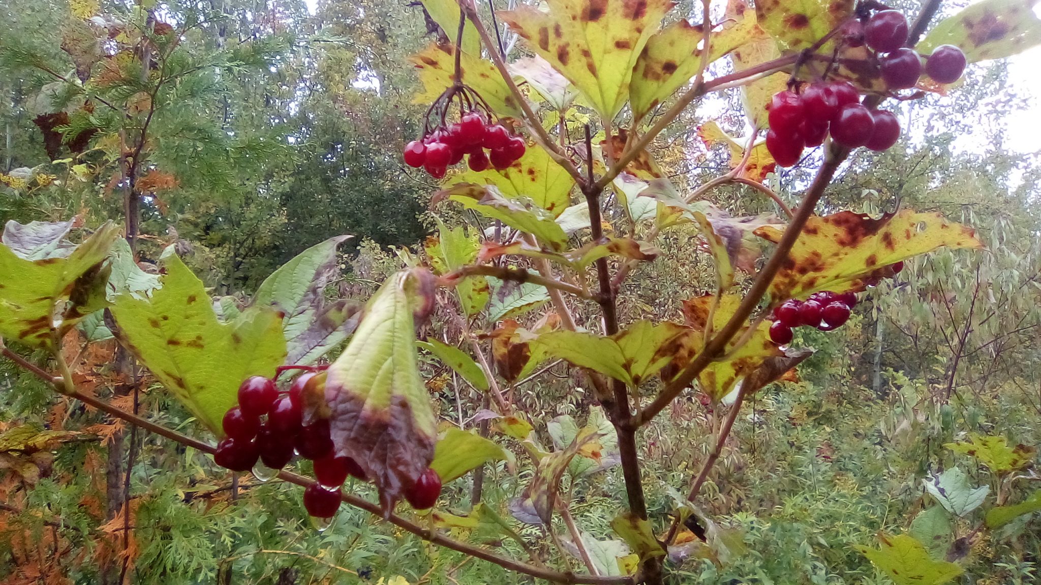 Cranberry, Highbush Southampton Greenworks