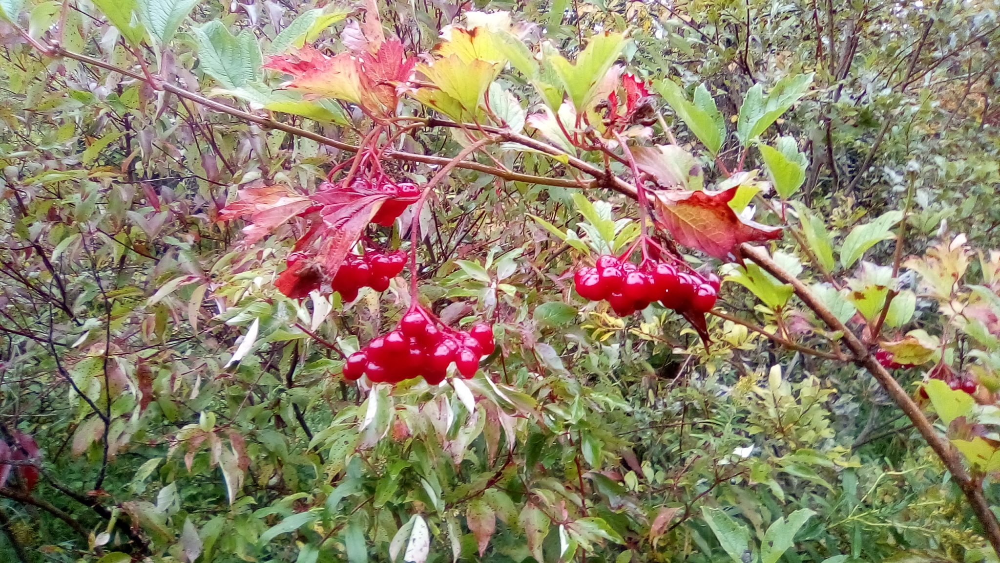 Cranberry, Highbush Southampton Greenworks